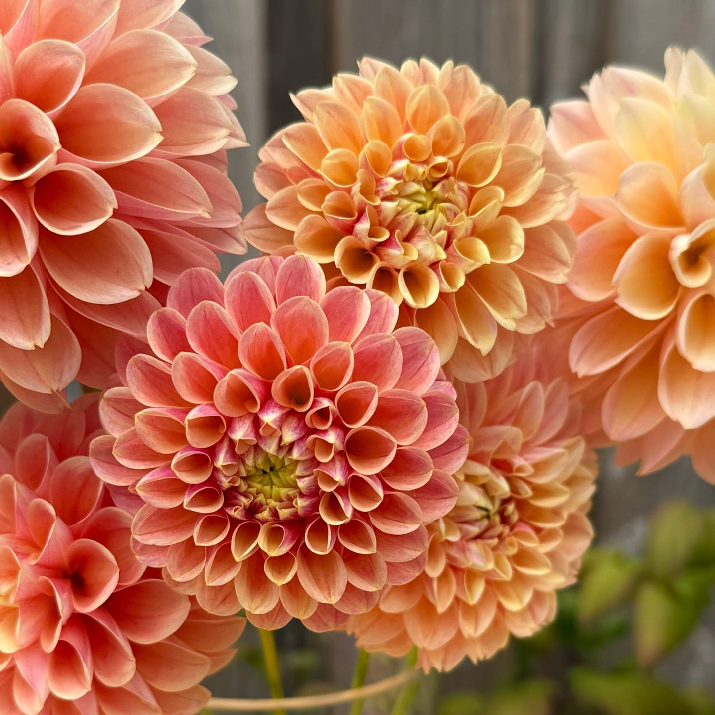 Close-up of pink and peach dahlias in a clear vase on a wooden surface.