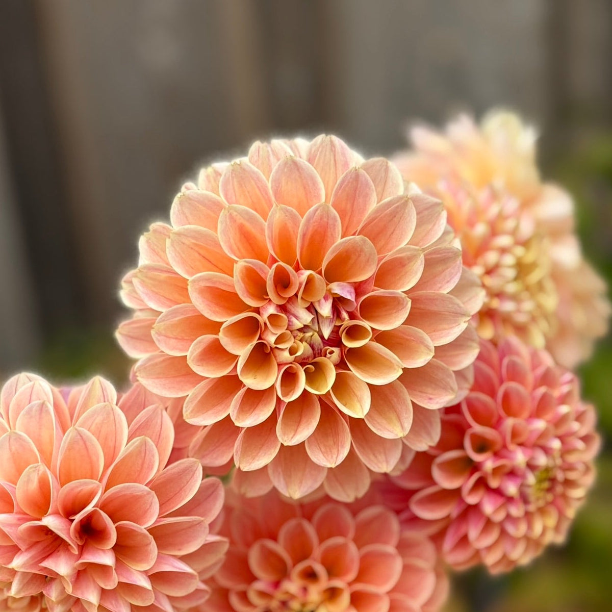 Pink flowers in a vase on a wooden surface with a blurred background