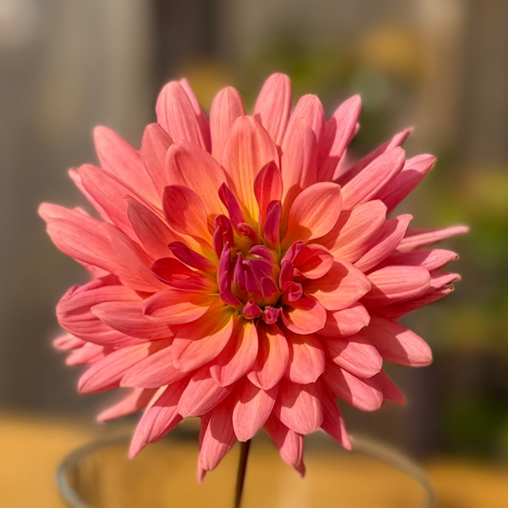 Three red flowers with a blurred natural background
