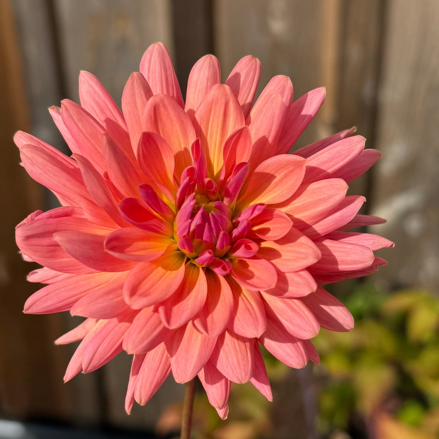 Pink flower with a blurred background