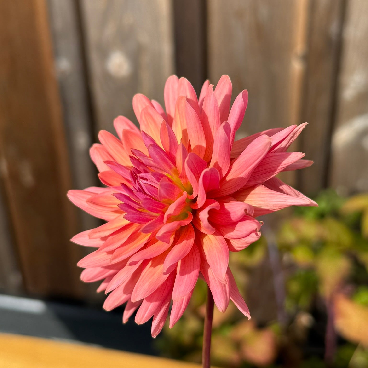 Pink flower on a wooden surface with a blurred background