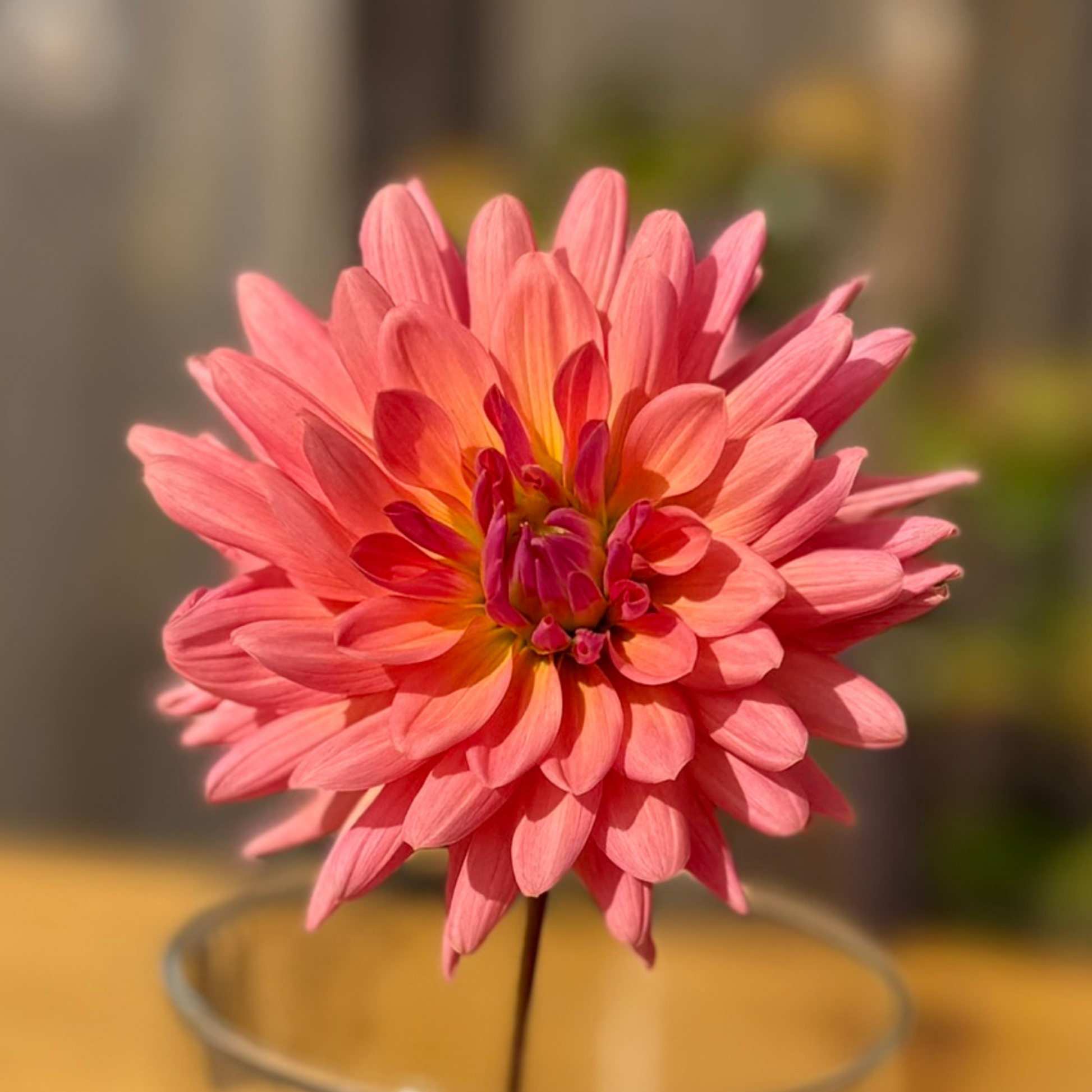 Close-up of a pink flower with a blurred background