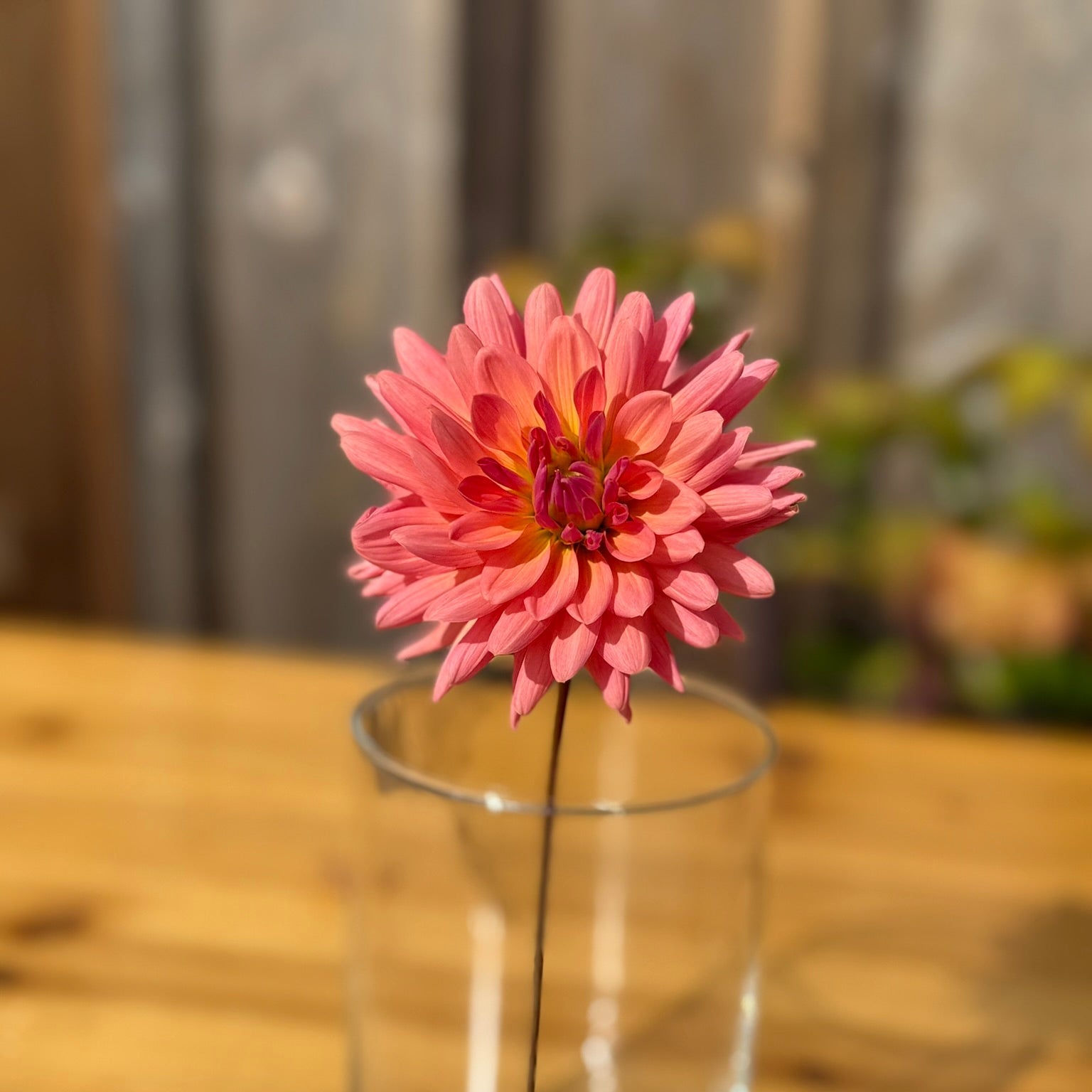 Pink flower in a clear vase on a wooden table with a blurred background