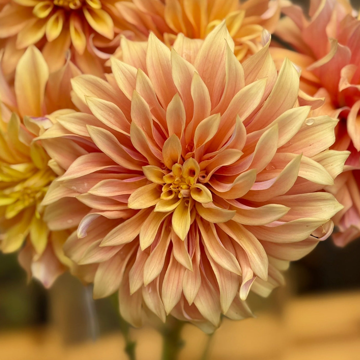 Close-up of a bouquet of peach-colored dahlias with a blurred background