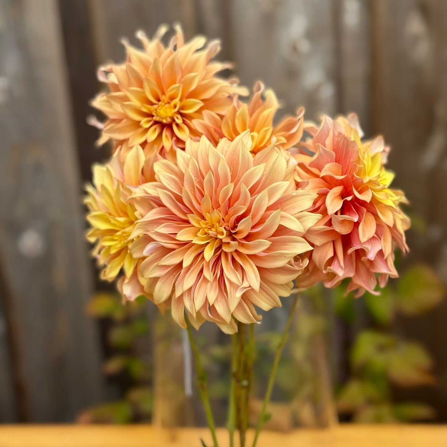 Three pink dahlias in a clear vase on a wooden surface with a blurred background