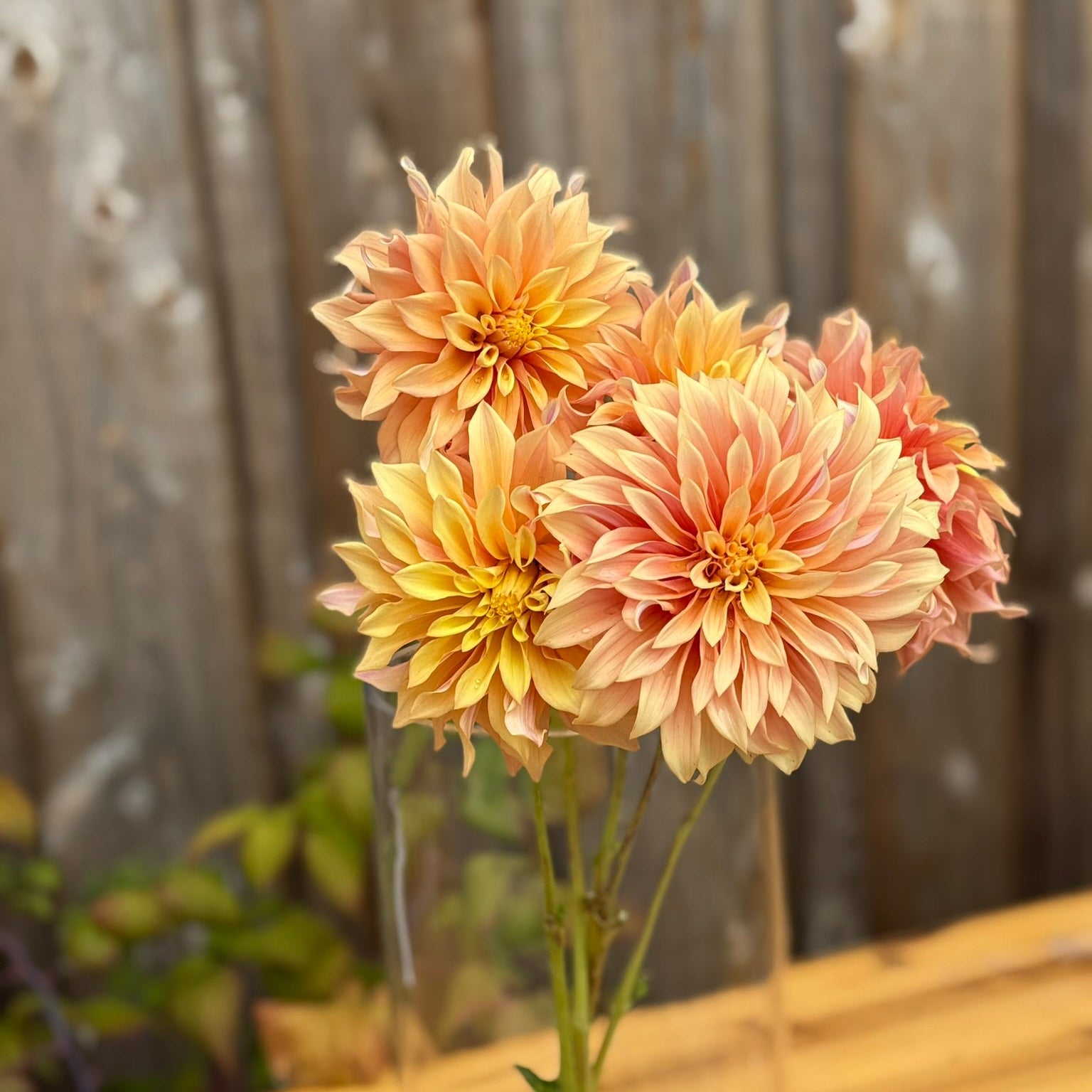 Three pink and yellow flowers in a clear vase on a wooden surface with a metal fence background.