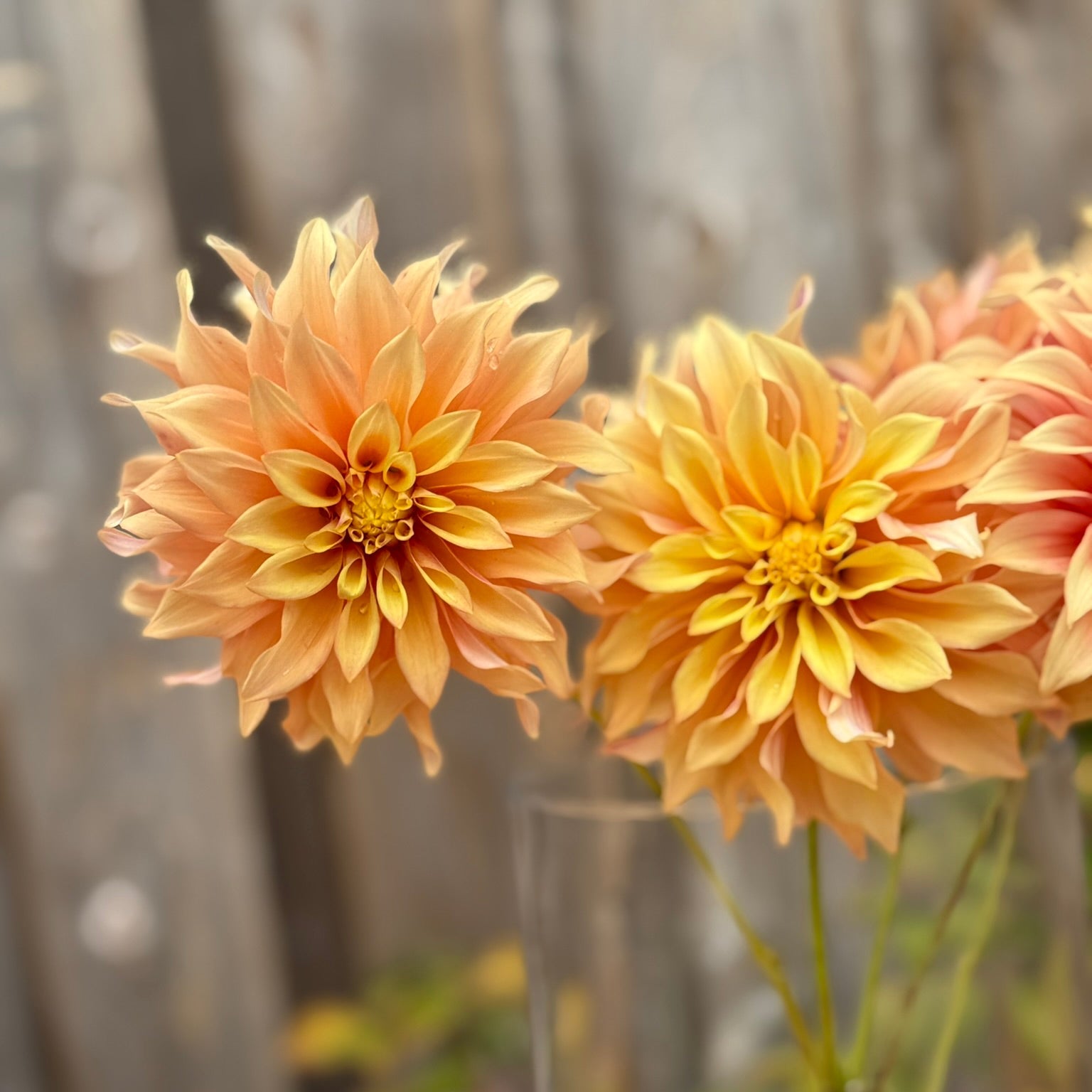 Two large peach-colored dahlias in a clear vase on a wooden surface with a blurred background.