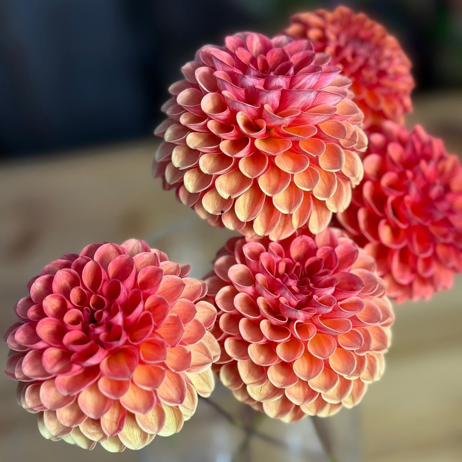 Close-up of pink and orange dahlias in a clear vase on a blurred background