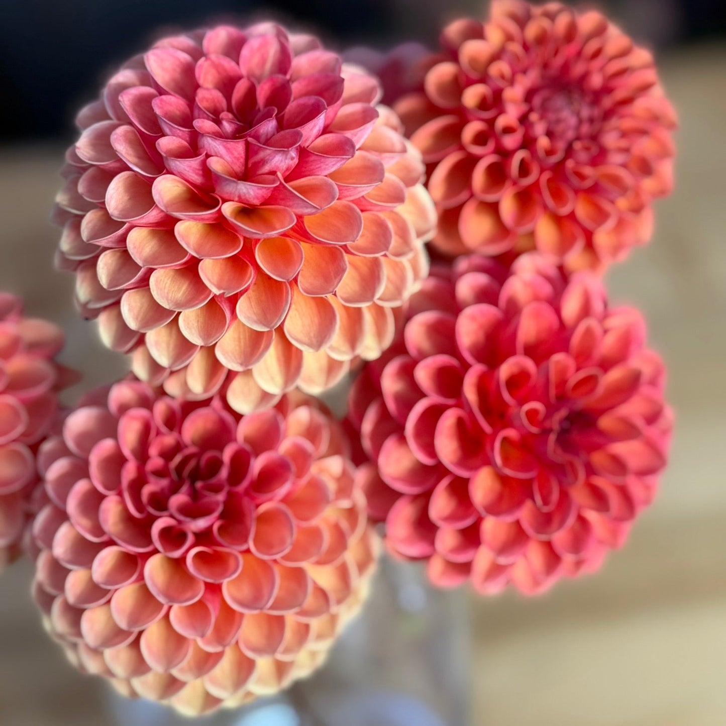 Close-up of pink and orange flowers in a vase with a blurred background