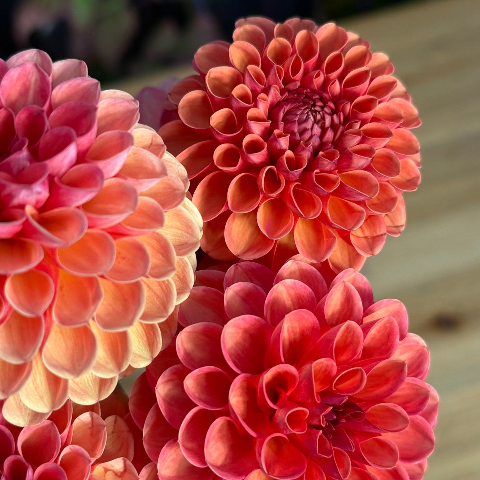 Close-up of pink and red dahlias with a blurred background