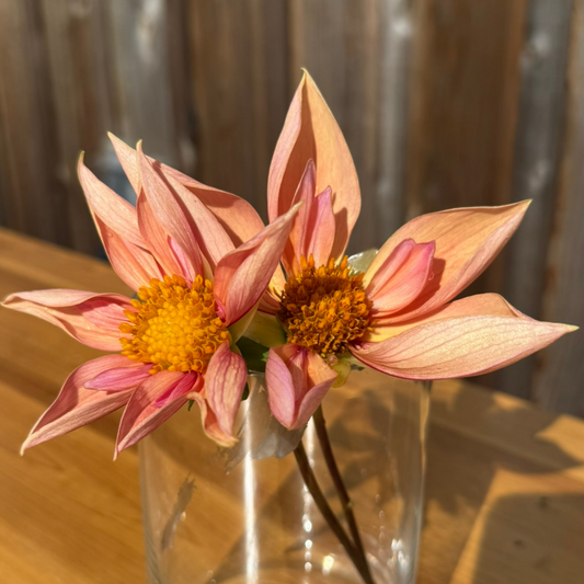 Two pink flowers with yellow centers in a clear vase on a wooden surface.