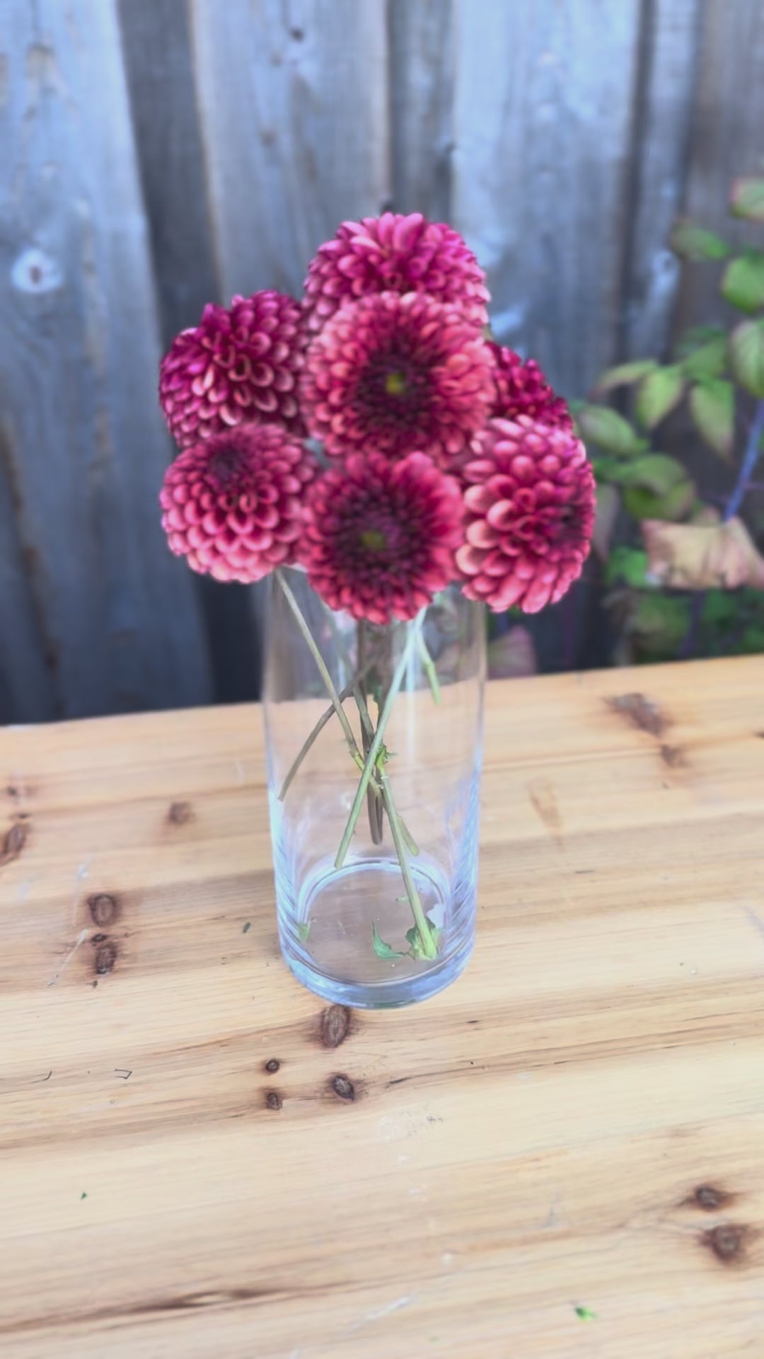 Bouquet of Copper Boy Dahlia  flowers in a clear glass vase on an oak table. Backdrop is a weathered grey cedar barn wall. 