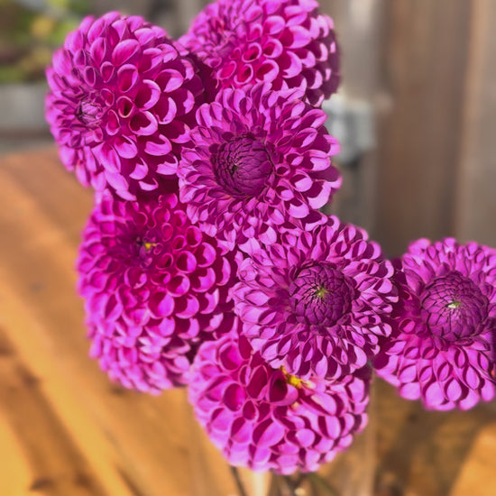Isabel Dahlia (Lavender-pink color) bouquet of flowers in a tall narrow glass vase. video is taken outside on a sunny day. Vase is on a oak table and the backdrop is a weathered cedar (grey) barn wall 