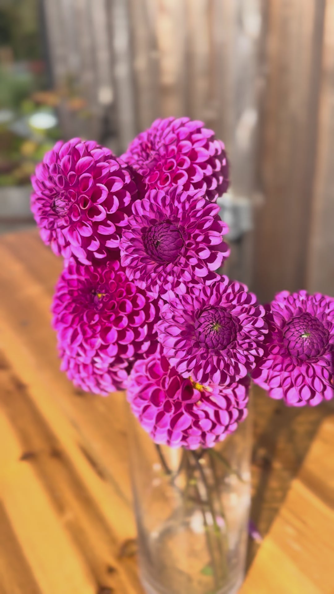 Isabel Dahlia (Lavender-pink color) bouquet of flowers in a tall narrow glass vase. video is taken outside on a sunny day. Vase is on a oak table and the backdrop is a weathered cedar (grey) barn wall 