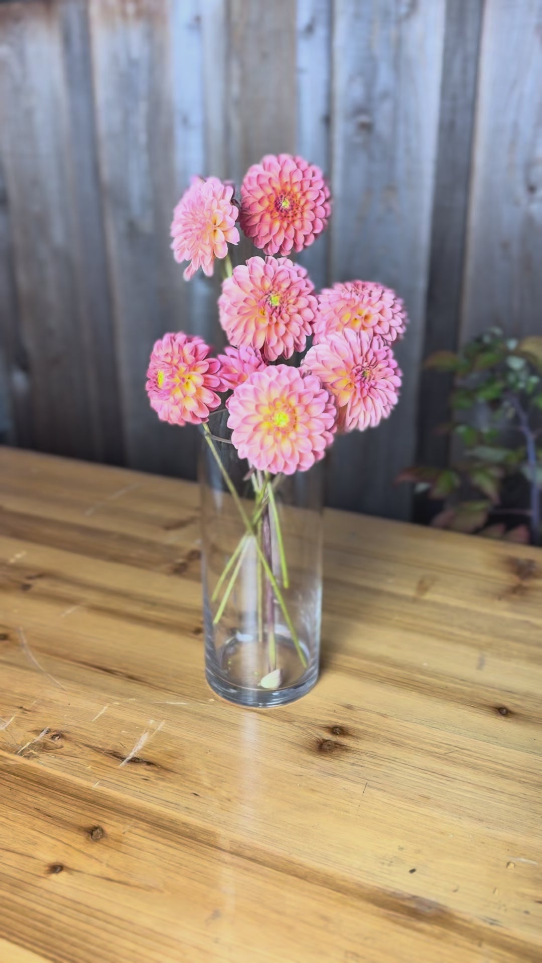 bouquet of LATE dahlia flowers close up of petals colors are pinky coral 
