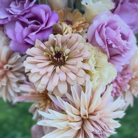 Cut Flower Garden Starter Kit - FOR SALE - Langley  BC