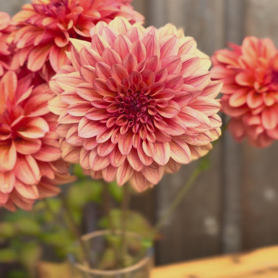Ferncliff Copper Dahlia blooms in a clear glass narrow vase - zooming in, out, and around the flowers. 