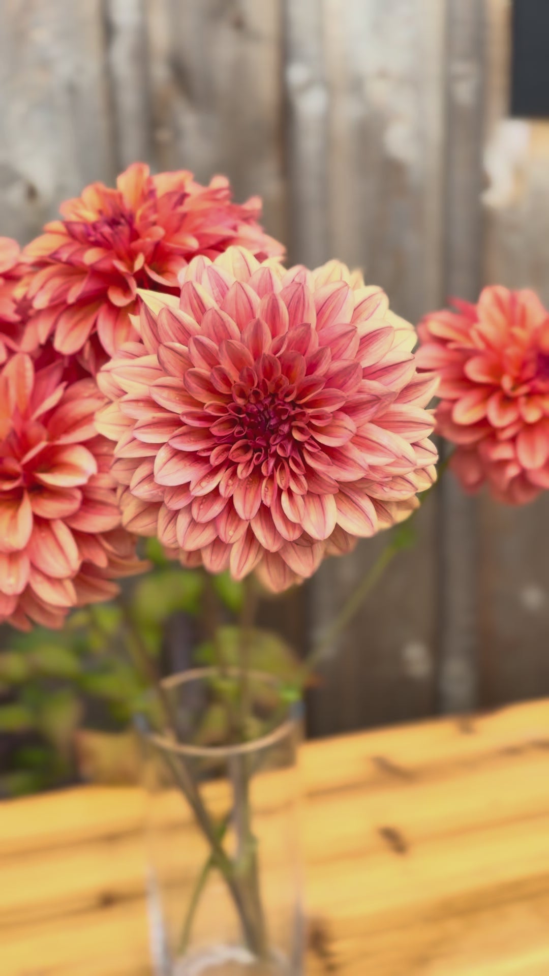Ferncliff Copper Dahlia blooms in a clear glass narrow vase - zooming in, out, and around the flowers. 