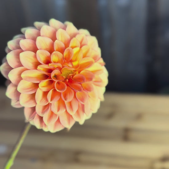 Ginger Willo dahlia - a single bloom being twirled by hand 