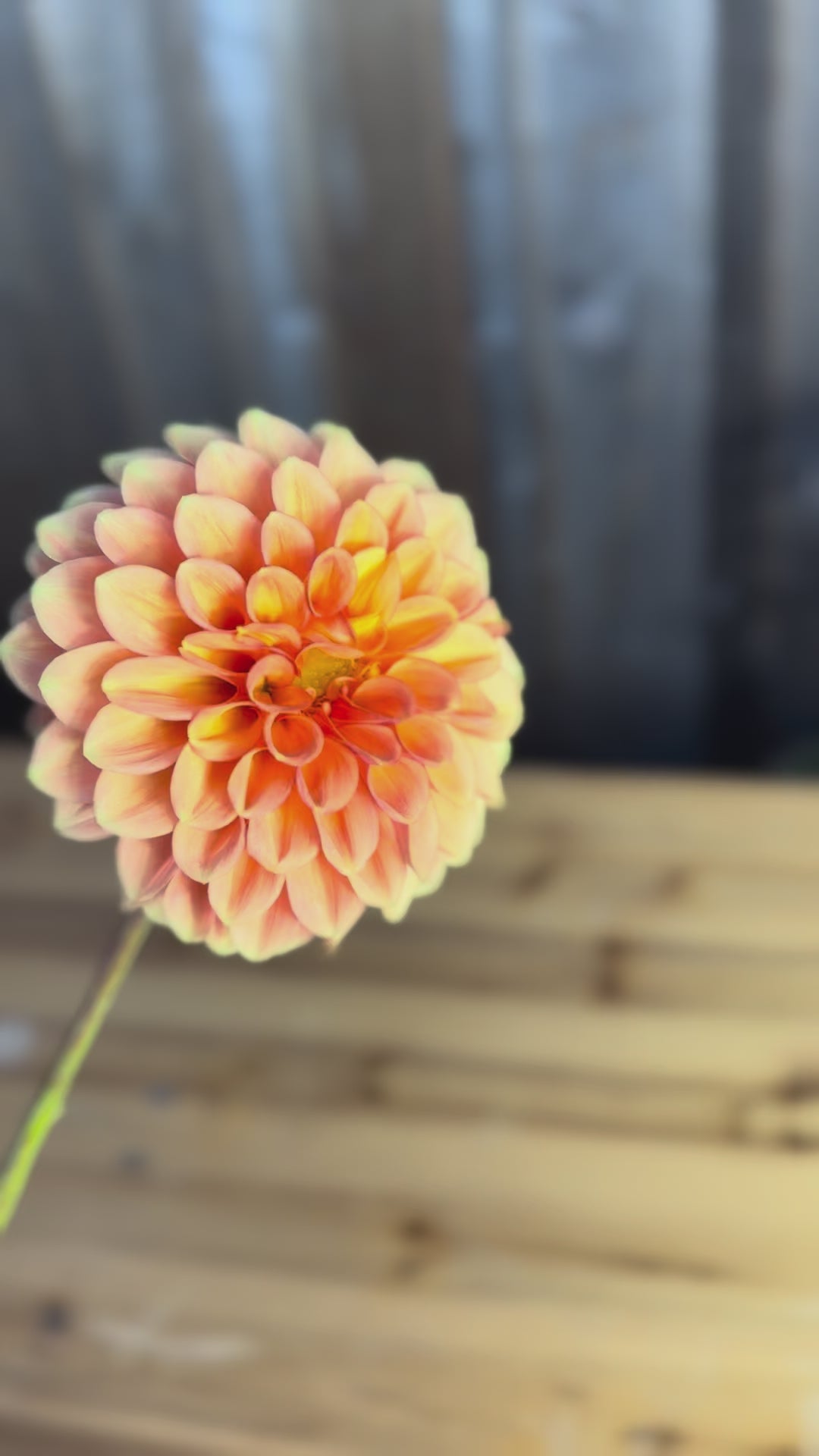 Ginger Willo dahlia - a single bloom being twirled by hand 