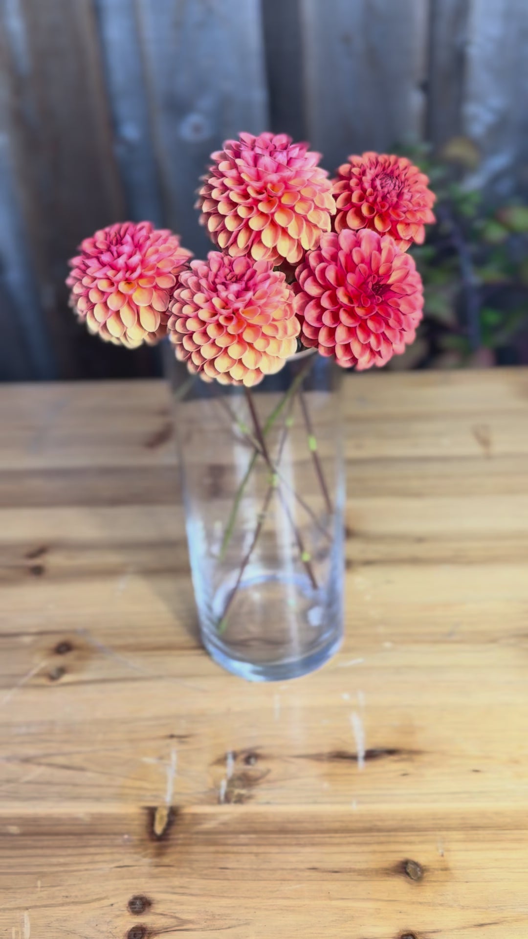 Dahlia flower bouquet in glass clear vase - Valley Rust Bucket Dahlias VIDEO
