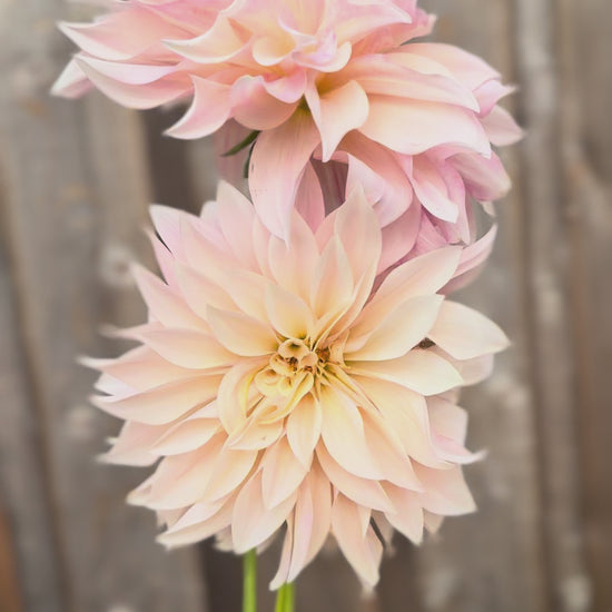 Holding three stems of cafe au lait dinnerplate dahlia and twirling them around 