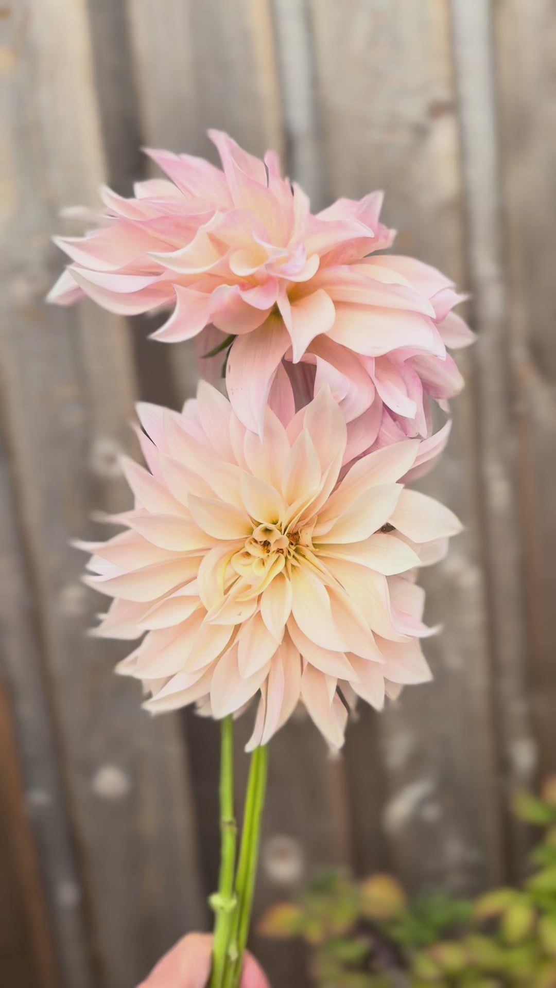 Holding three stems of cafe au lait dinnerplate dahlia and twirling them around 