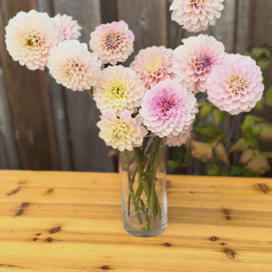 Sweet Nathalie Dahlia Flower Bouquet of flowers in a clear glass vase. sitting on an oak table outside. back drop is an weathered grey cedar barn wall