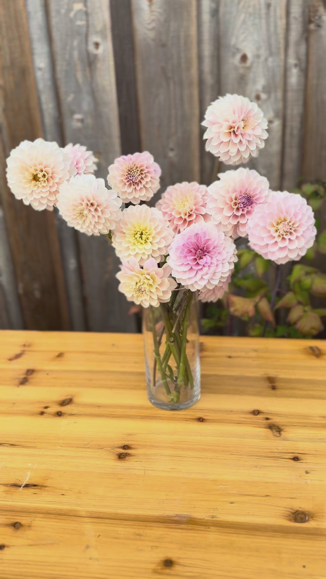 Sweet Nathalie Dahlia Flower Bouquet of flowers in a clear glass vase. sitting on an oak table outside. back drop is an weathered grey cedar barn wall