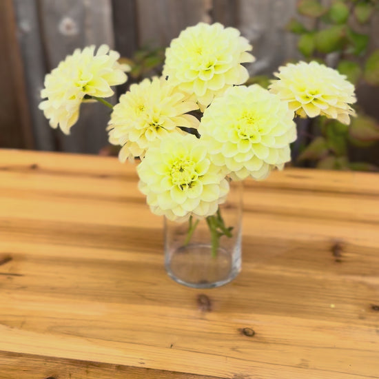 Dahlia blooms a small bouquet in a clear vase on a oak wood table
