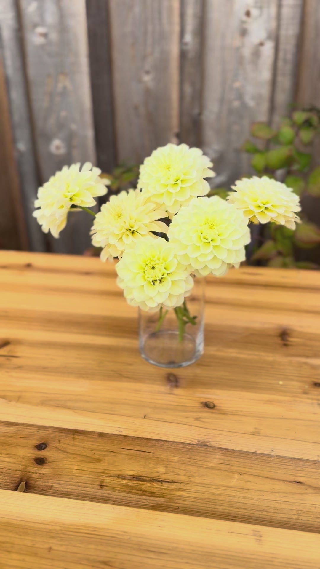 Dahlia blooms a small bouquet in a clear vase on a oak wood table