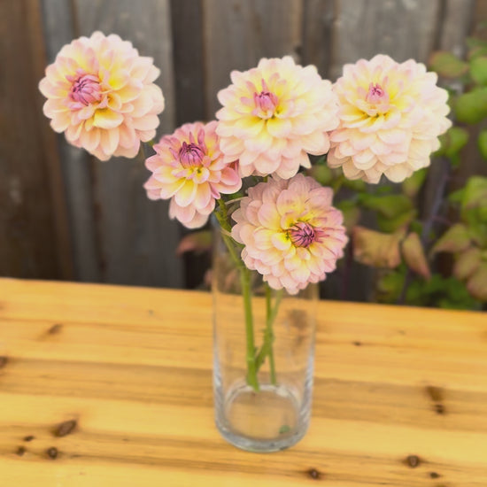 Maya Dahlia bouquet in a glass vase filmed outside. vase is on a oak wood table