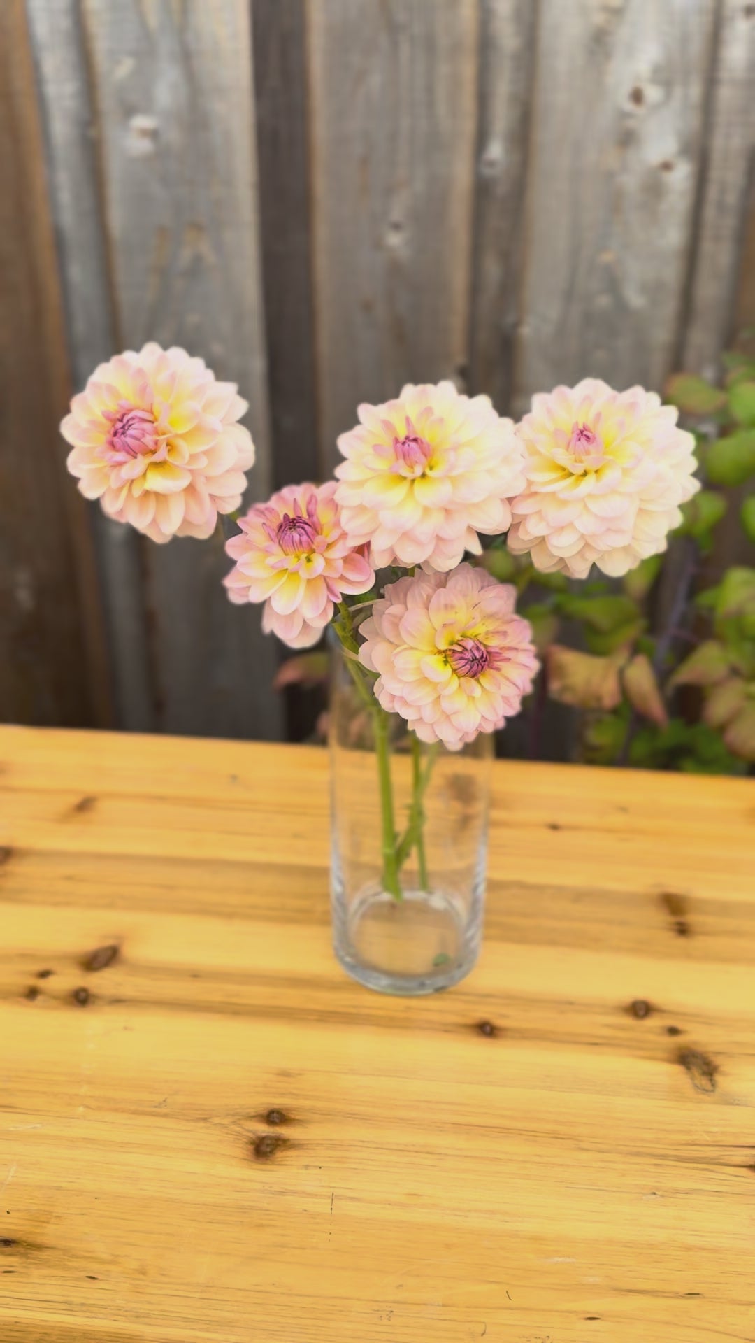 Maya Dahlia bouquet in a glass vase filmed outside. vase is on a oak wood table