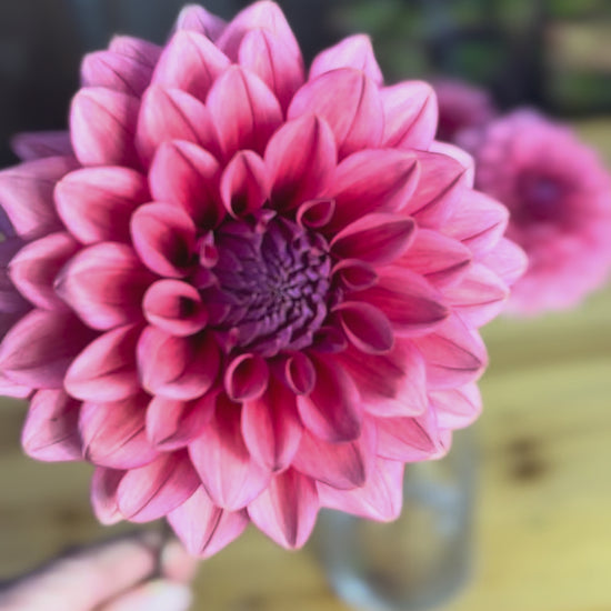 Mystique Dahlia Tuber Sale - Langley BC
