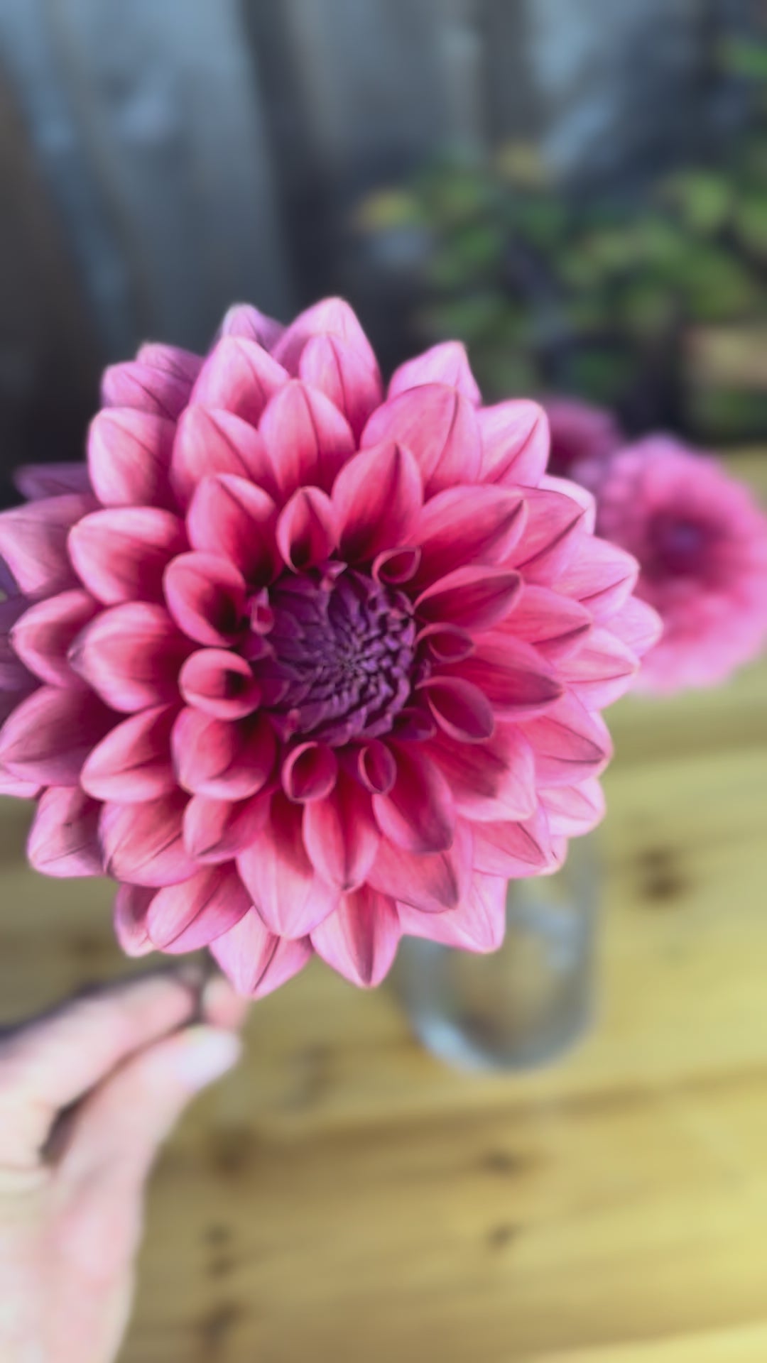 Mystique Dahlia Tuber Sale - Langley BC