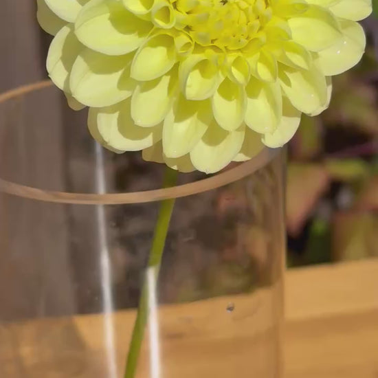 Yellow flower in glass vase 