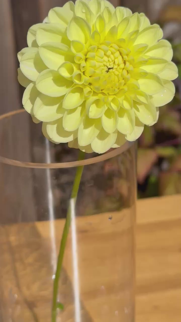Yellow flower in glass vase 