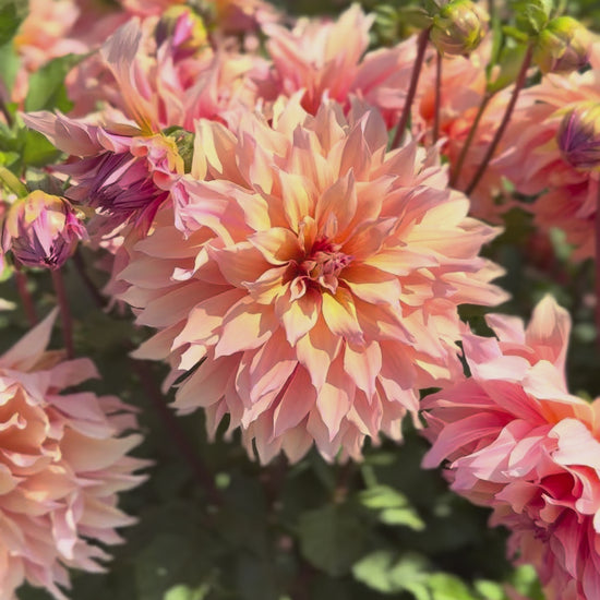 Labyrinth Dahlia Field - Fraser Valley Flower Farm -VIDEO