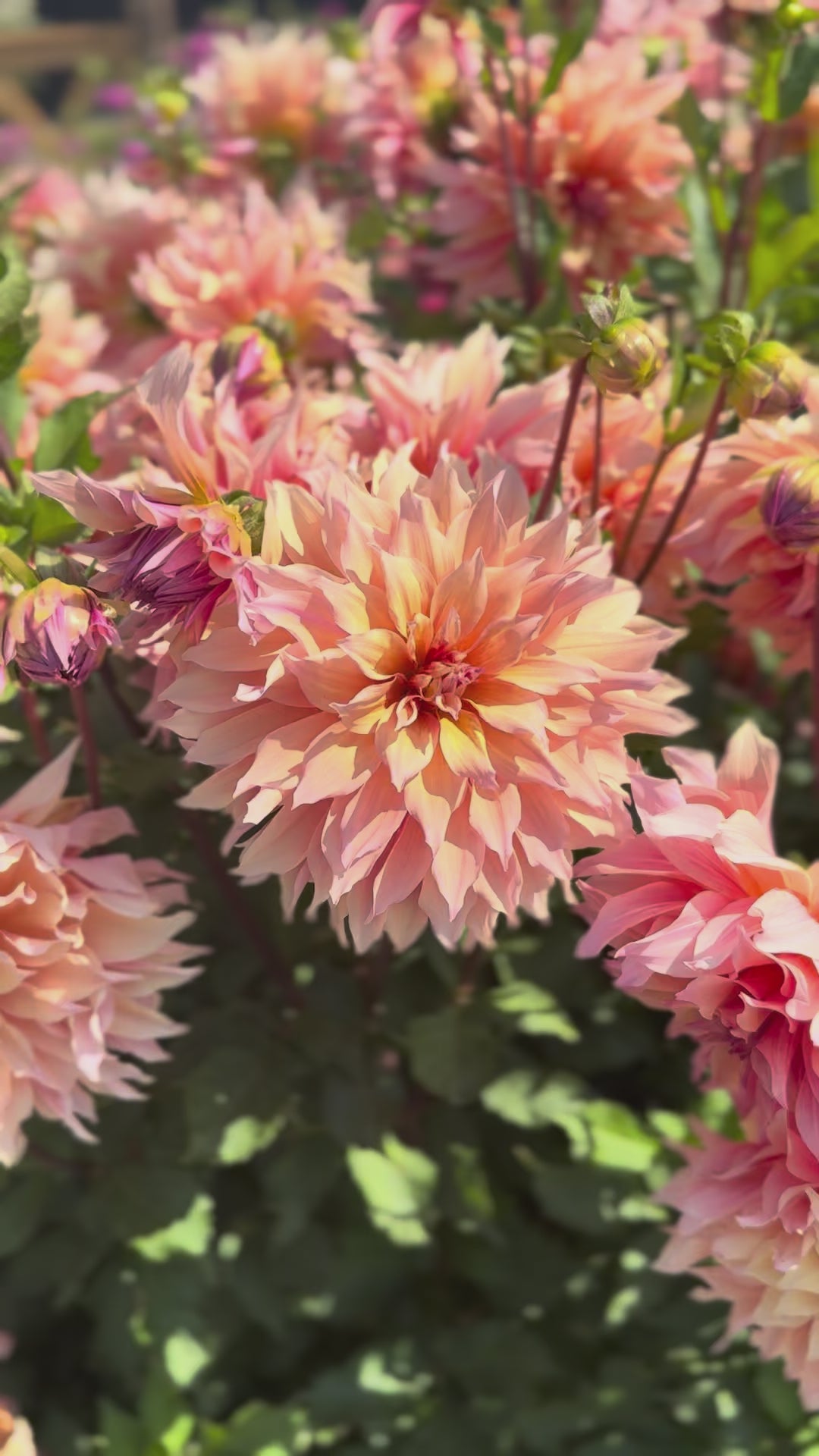 Labyrinth Dahlia Field - Fraser Valley Flower Farm -VIDEO