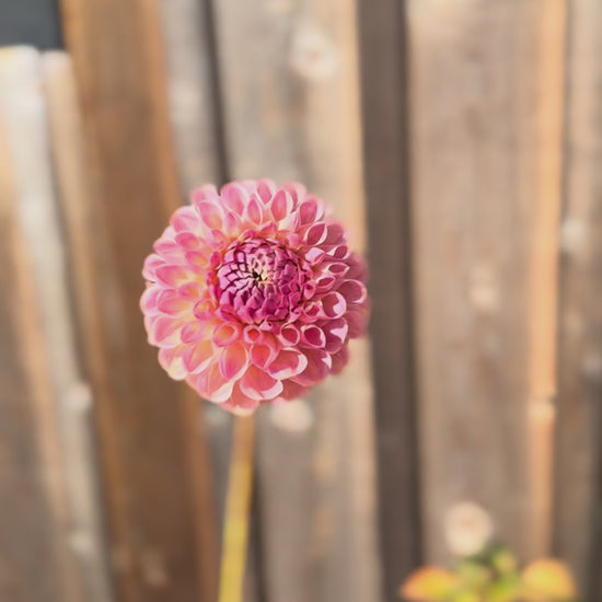 one single  Clearview Peachy dahlia flower being held by one hand and slowly being spined around in a circle.  backdrop being a weathered grey oak barn wall.