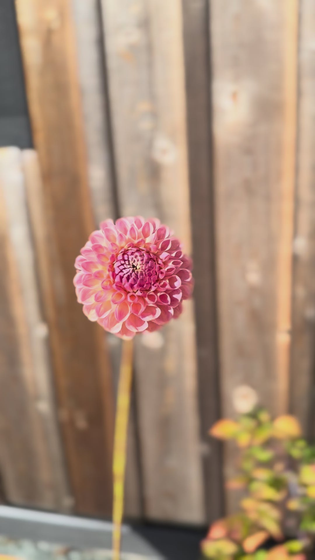 one single  Clearview Peachy dahlia flower being held by one hand and slowly being spined around in a circle.  backdrop being a weathered grey oak barn wall.