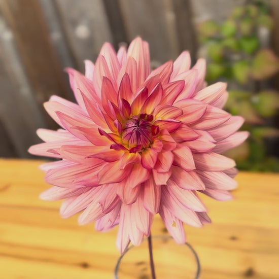 Single bloom of a dahlia flower peachy-pink in color with apricot undertones