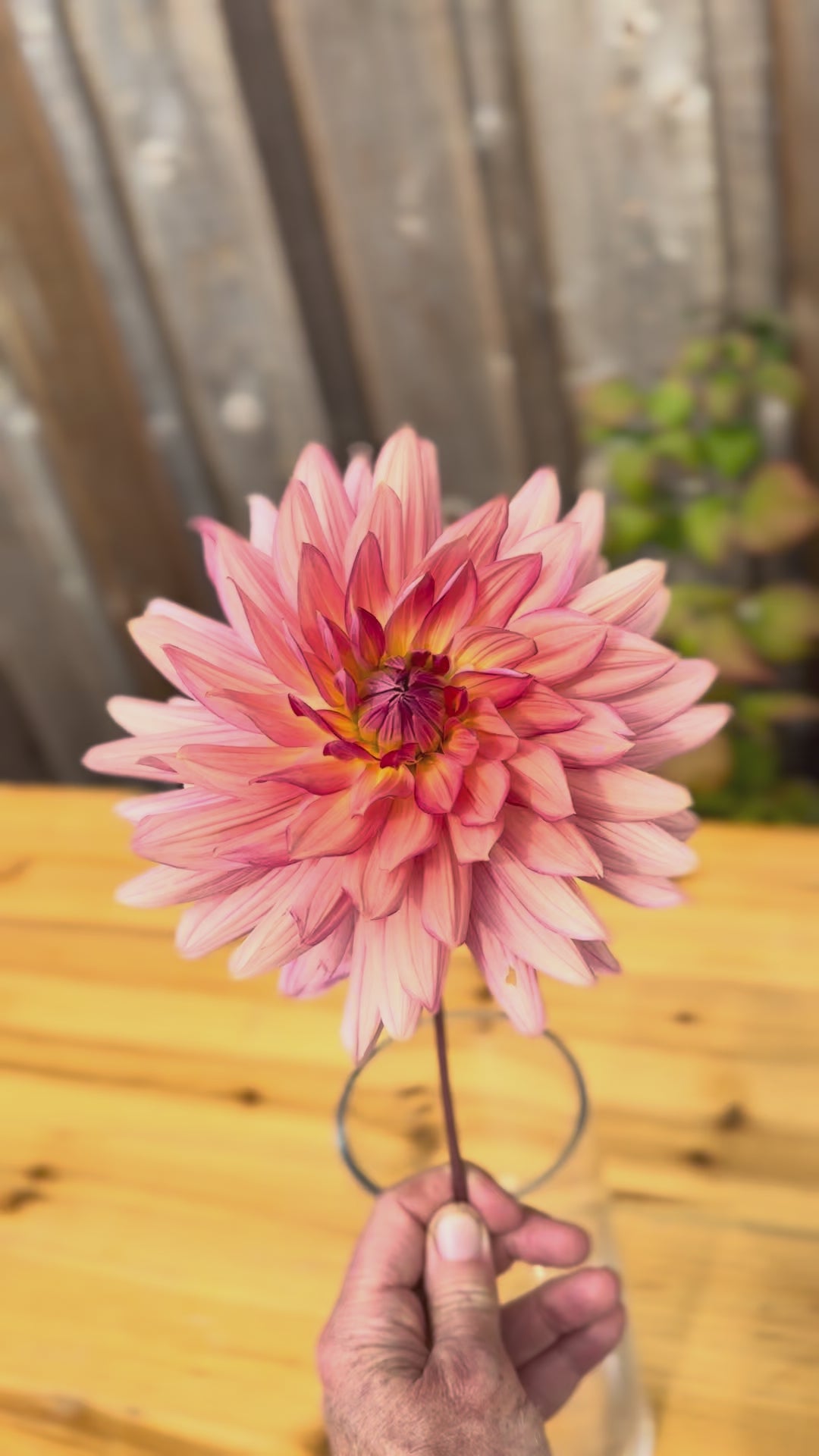 Single bloom of a dahlia flower peachy-pink in color with apricot undertones