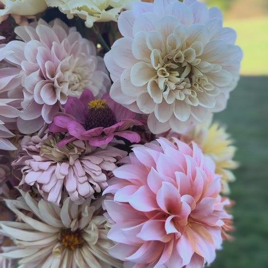 Cut Flower Garden Starter Kit - FOR SALE - Fraser Valley BC