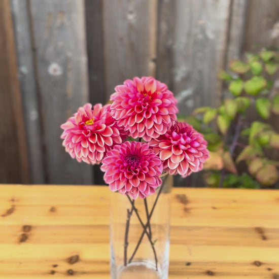 Daisy Duke Dahlia Tuber Sale - Langley BC