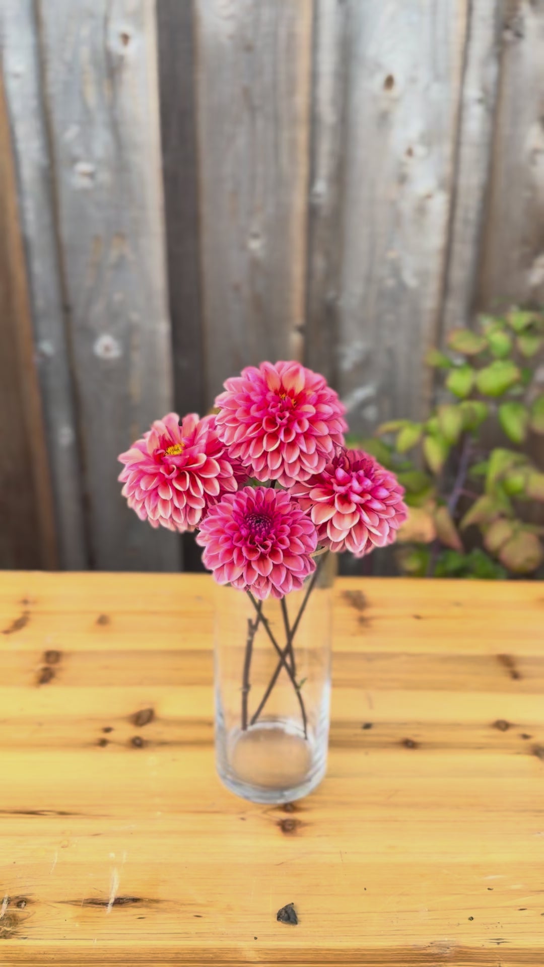 Daisy Duke Dahlia Tuber Sale - Langley BC