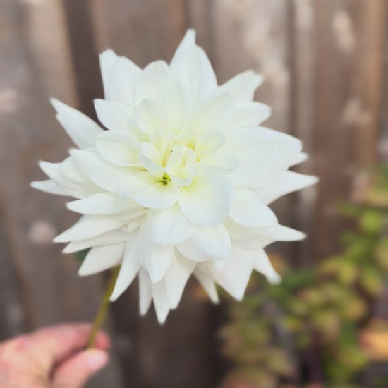 Eternal Snow Dahlia Tuber being twirled around and held by one hand