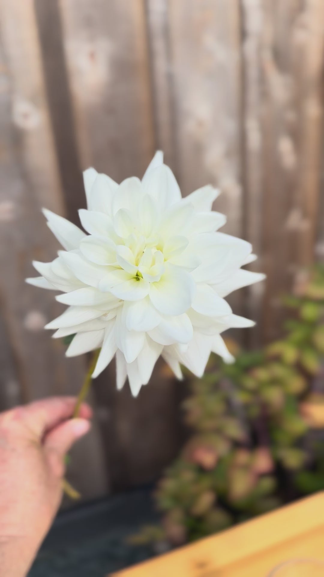 Eternal Snow Dahlia Tuber being twirled around and held by one hand