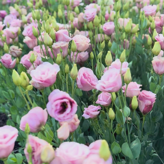 Lisianthus flower field -  Flower Farm 