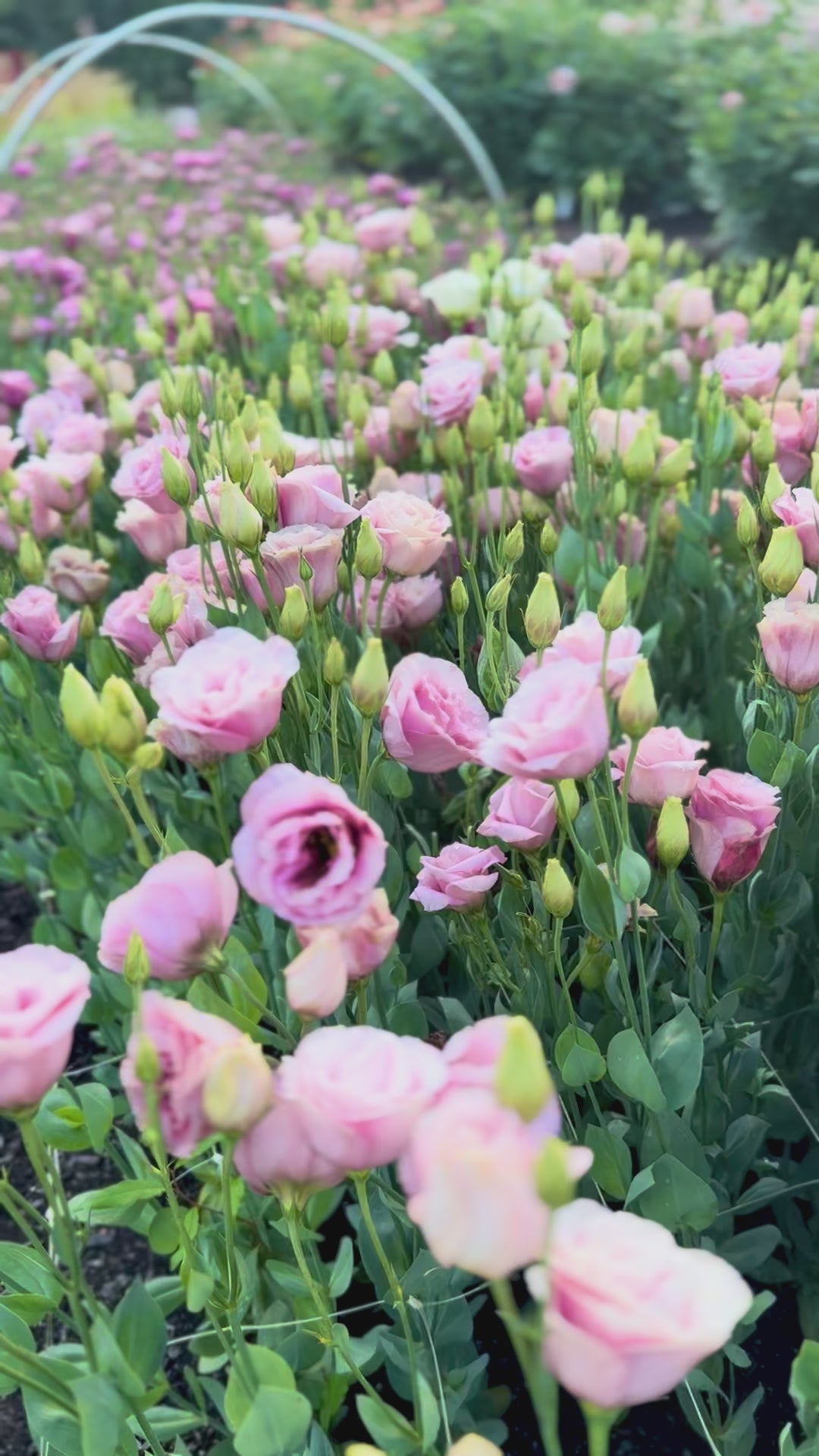 Lisianthus flower field -  Flower Farm 